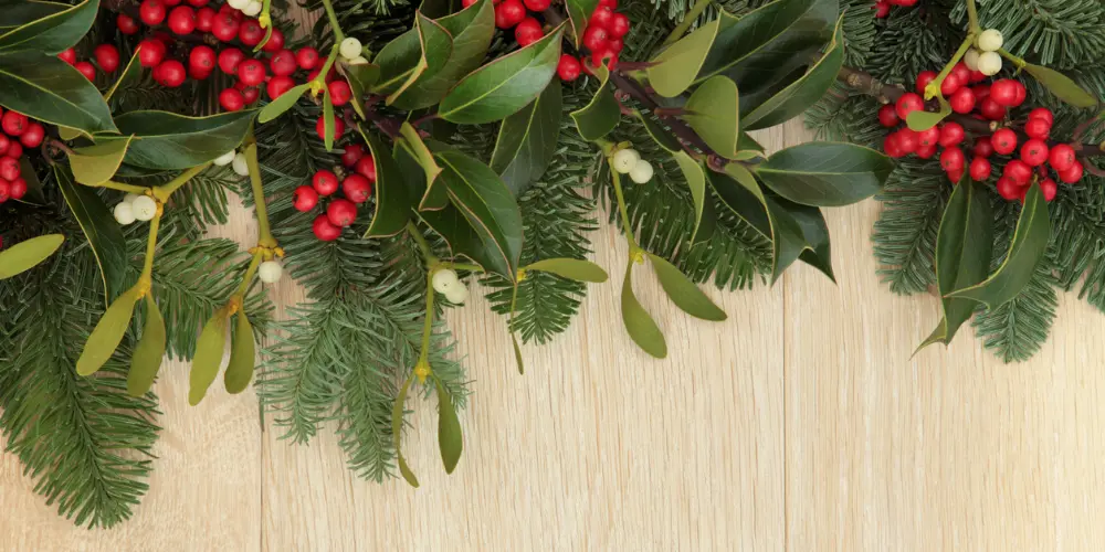 Explore mistletoe's rich history and nautical ties. Impress your crew with maritime trivia and savor a Frozen Mistletoe Margarita recipe. Cheers to the holidays!
